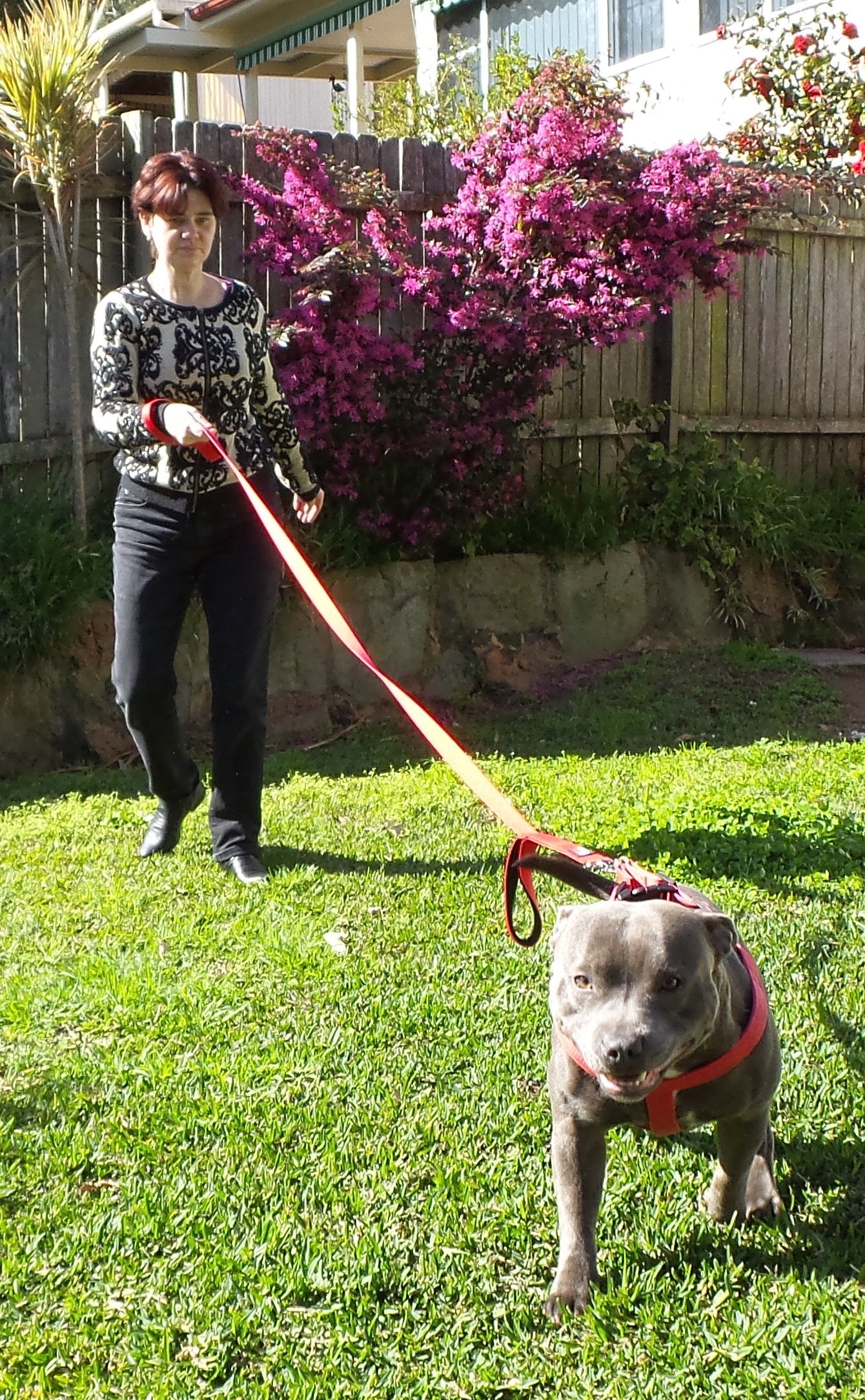 Primal Pet Gear heavy-duty nylon weave shown, built to last outdoor adventures