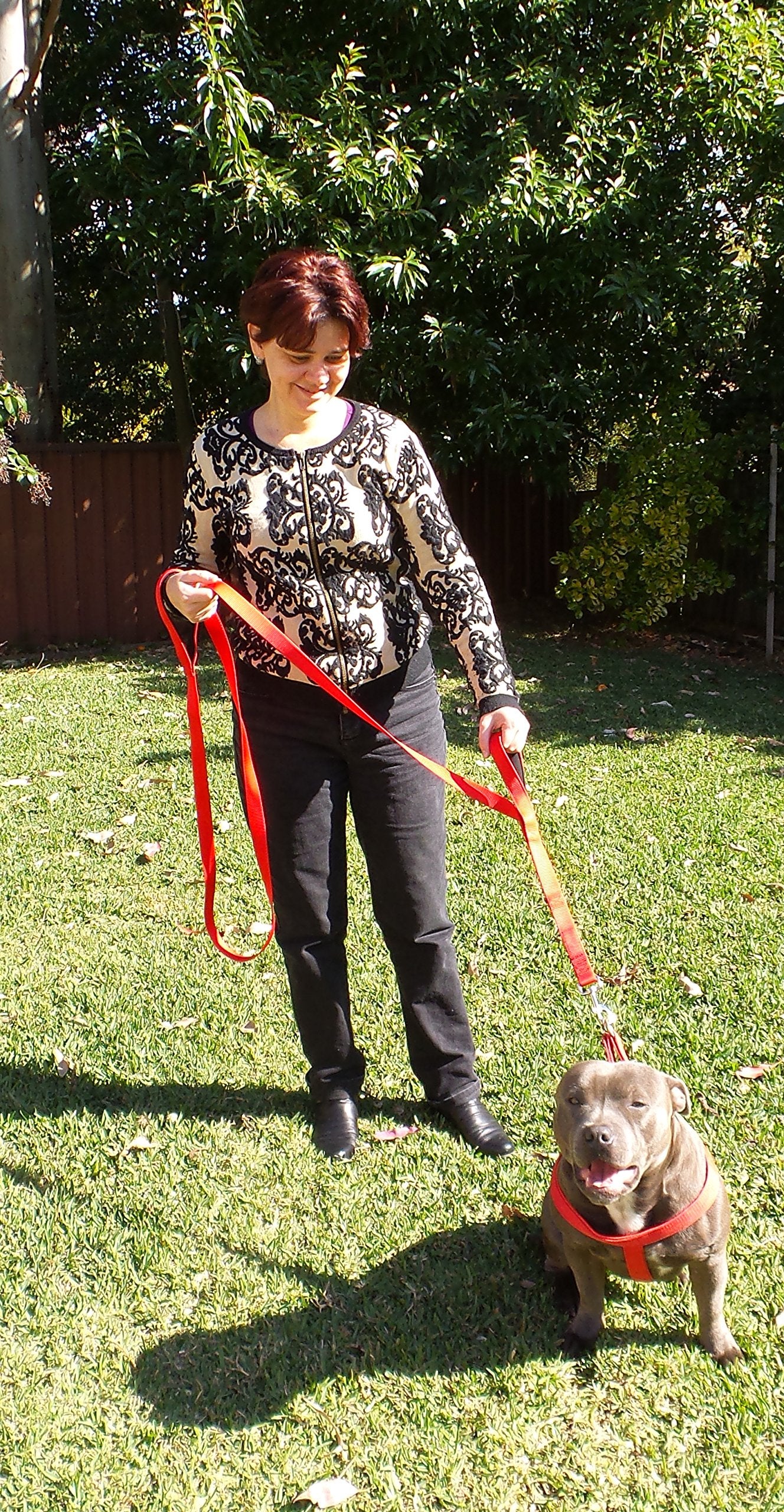 Primal Pet Gear reflective stitching visible for safer evening walks