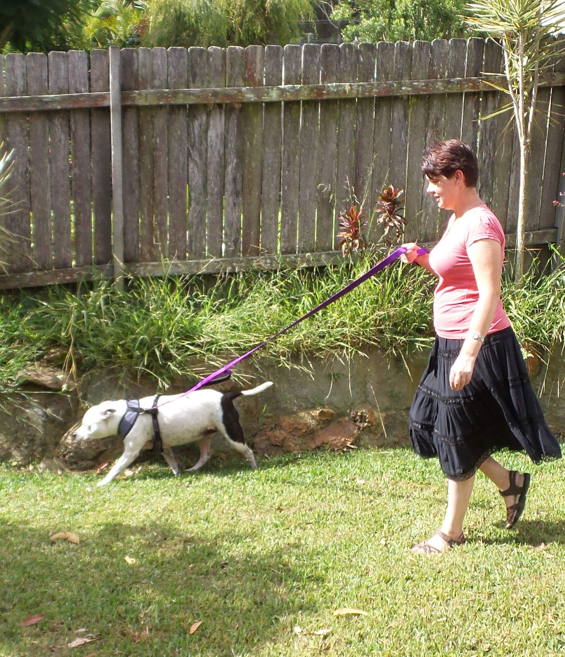 Primal Pet Gear reflective stitching increases visibility for safer night walks.