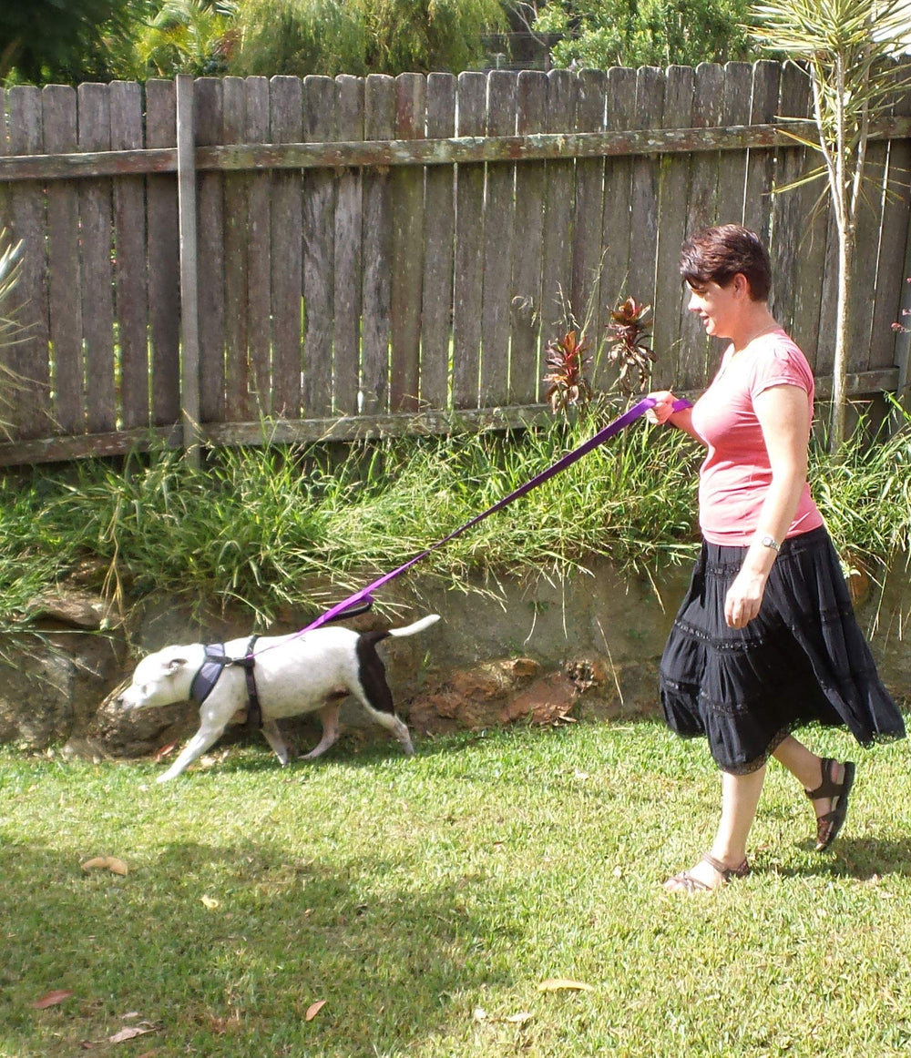 Primal Pet Gear reflective stitching increases visibility for safer night walks.
