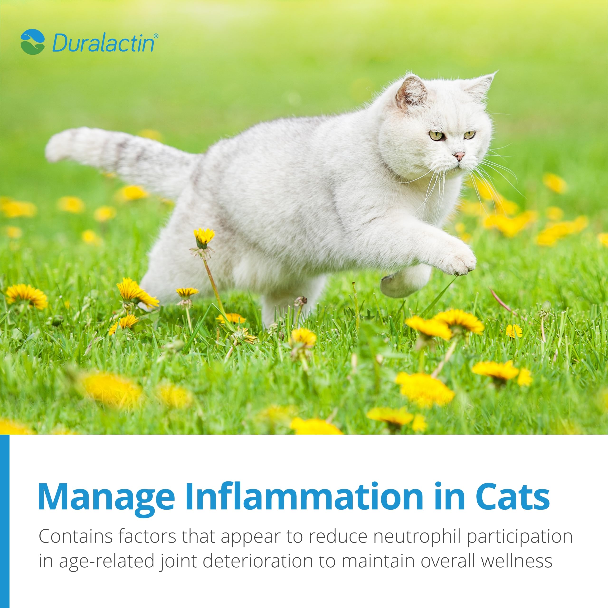 PRN Pharmacal Duralactin Feline dosing directions printed on the label.