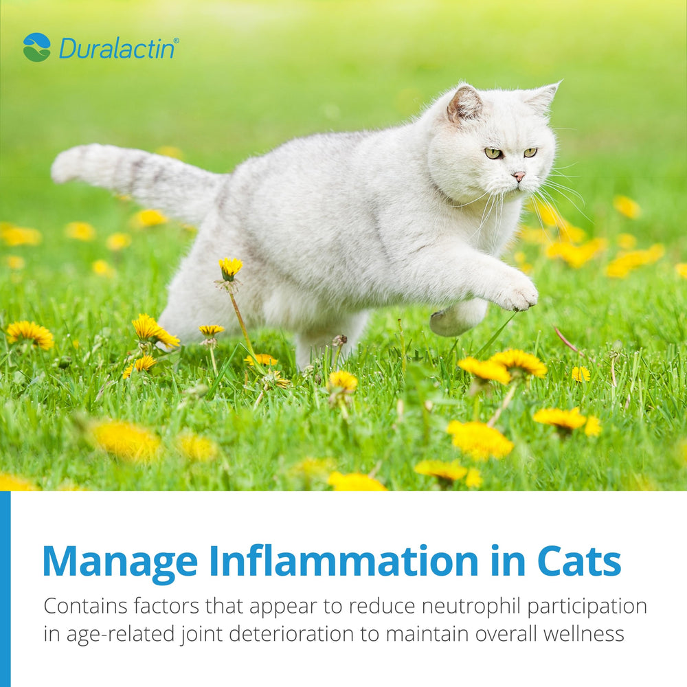 PRN Pharmacal Duralactin Feline dosing directions printed on the label.
