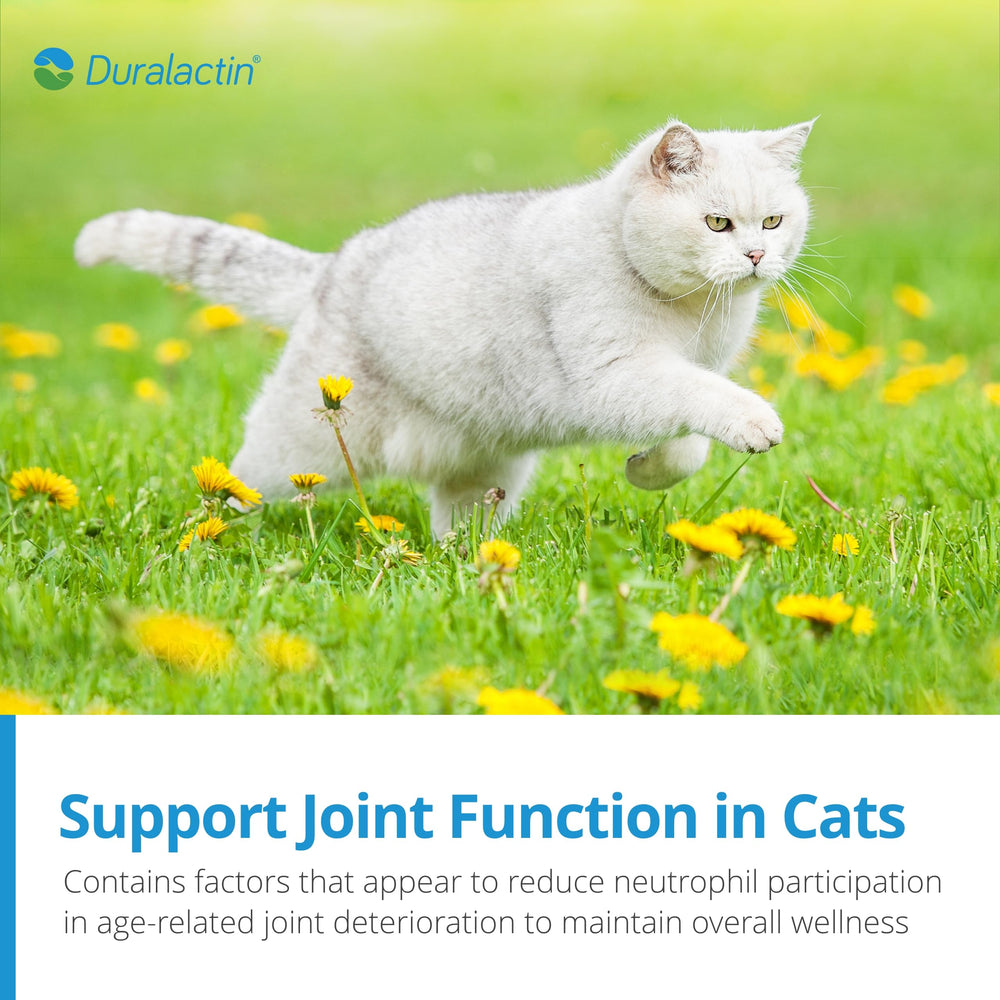 PRN Duralactin ingredients close-up with DHA and EPA for feline wellness.