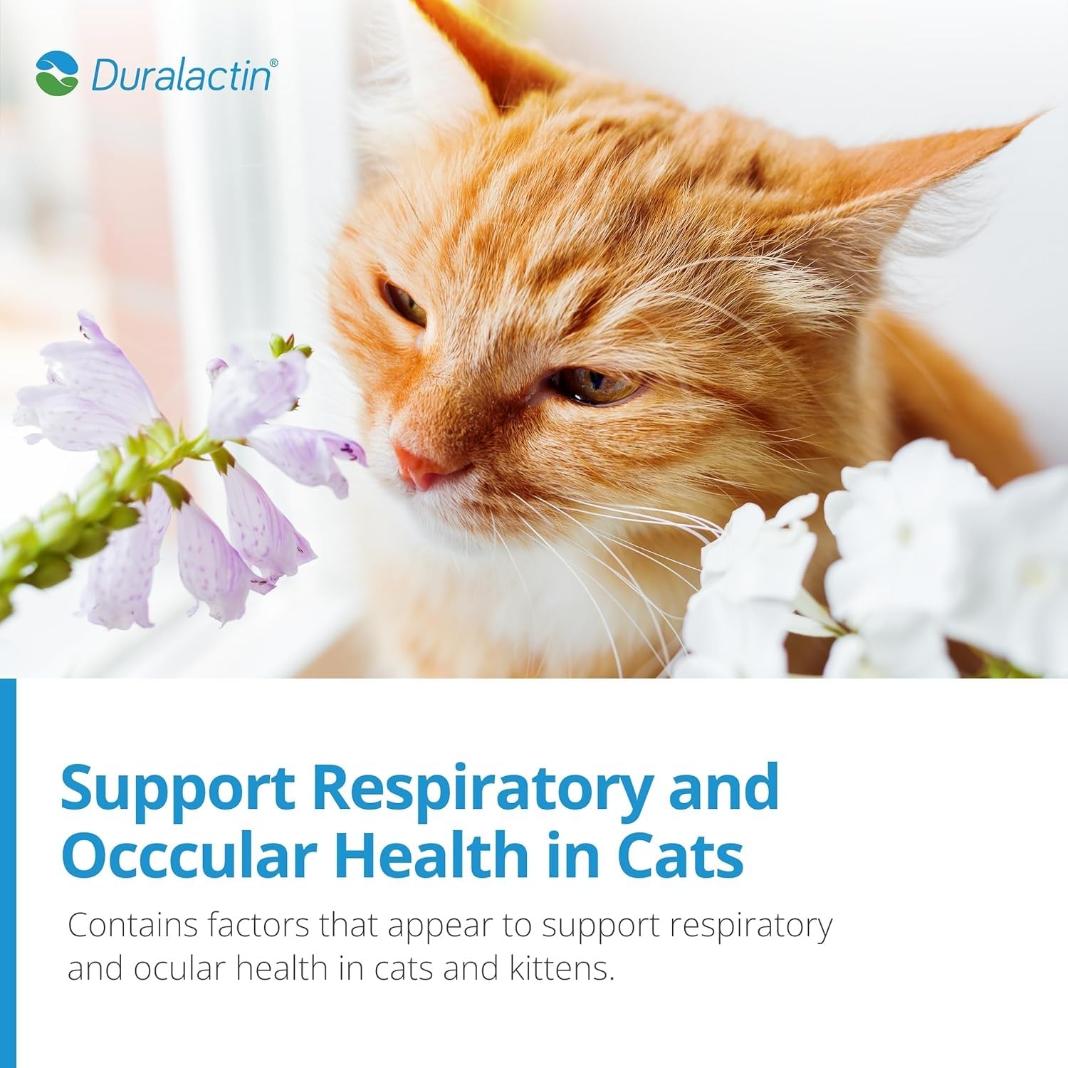 PRN Duralactin paste supports joints and mobility in cats.