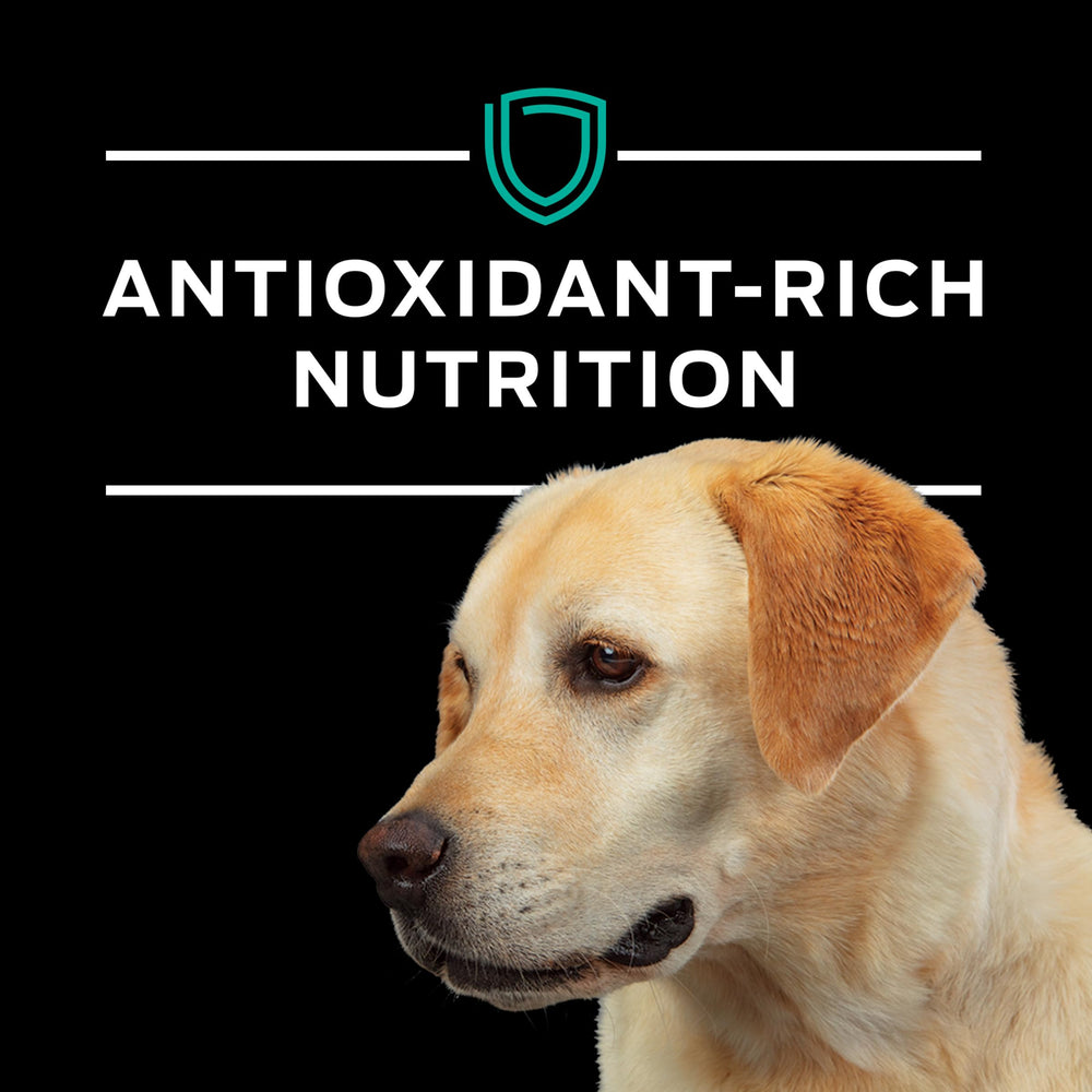 Gastrointestinal motility aid concept with Pro Plan Veterinary Diets EN along with fiber