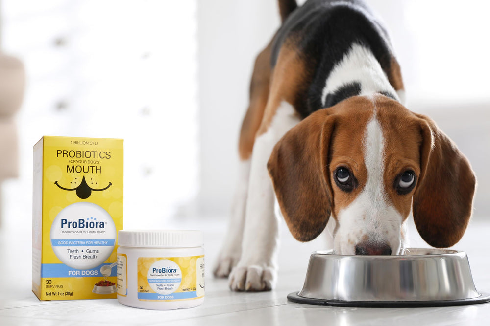 Probiora for Dogs powder texture closeup showing a freeze-dried formula.