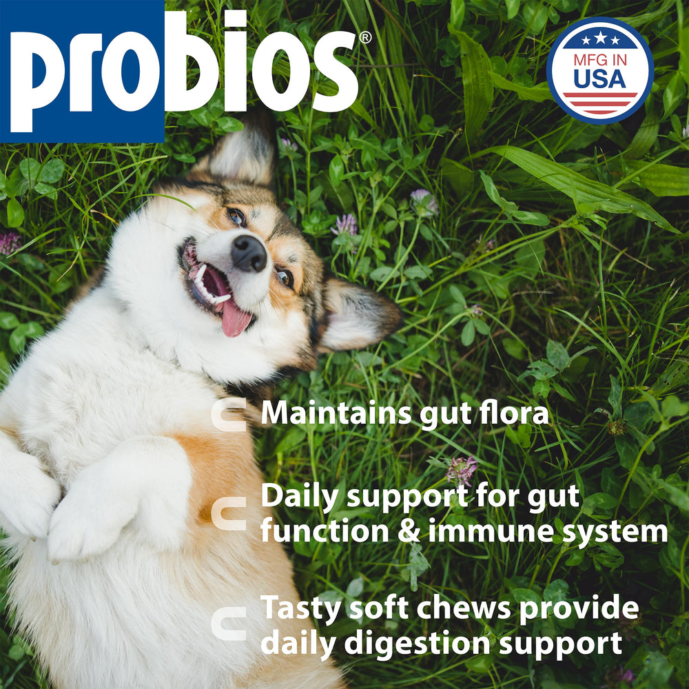 Close-up of Probios Dog Soft Chews with chicken liver flavor for gut balance.