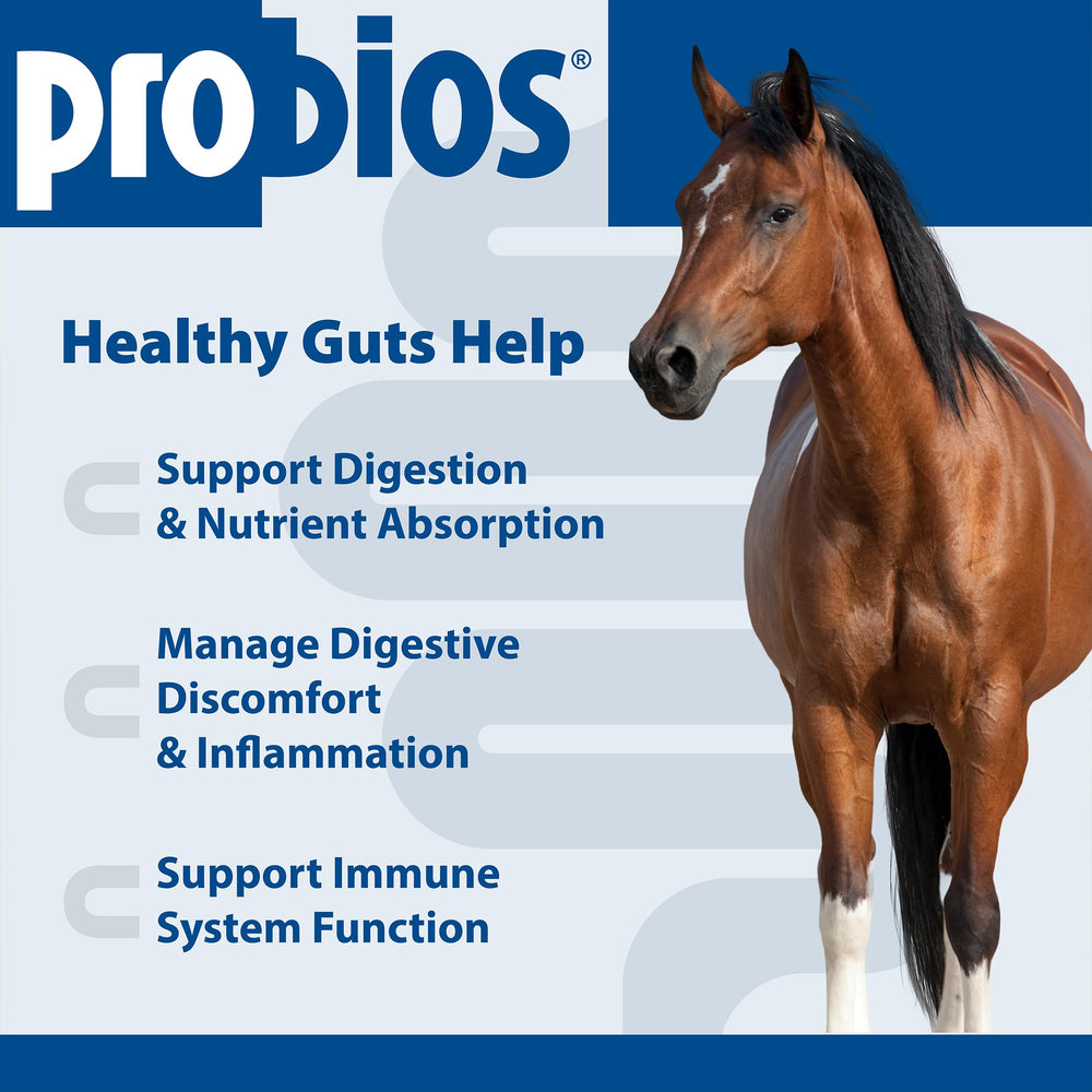 Probios for Horses apple-flavored soft chew ready for daily use