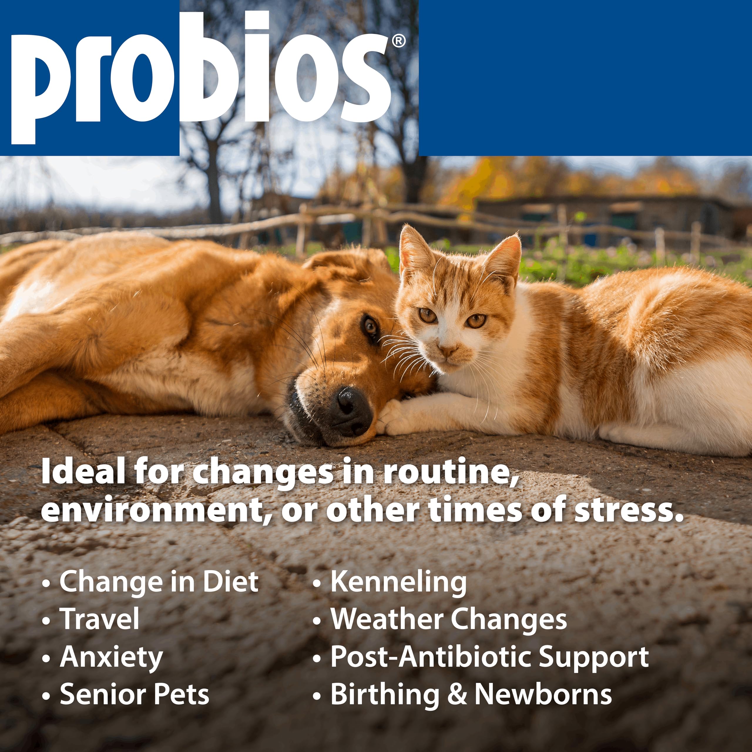 Probios concept illustration of gut health during dietary changes.