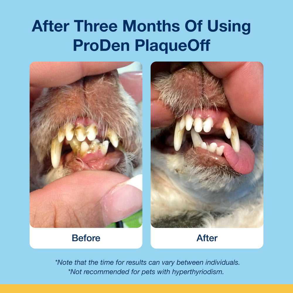 Serving dish with ProDen PlaqueOff chews suggests daily dental routine