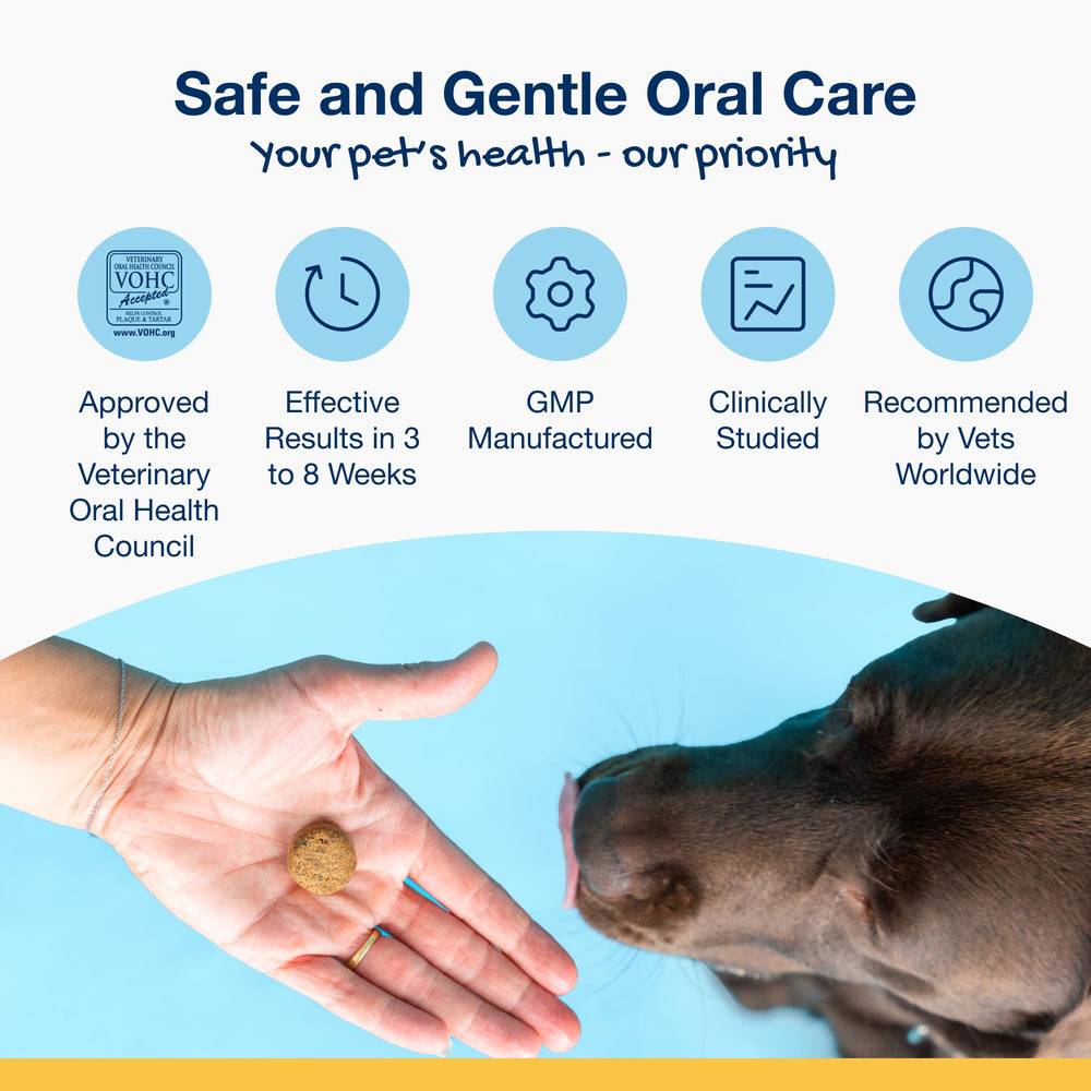 Sustainable kelp source depicted for ProDen PlaqueOff, supporting plant-based dental care.