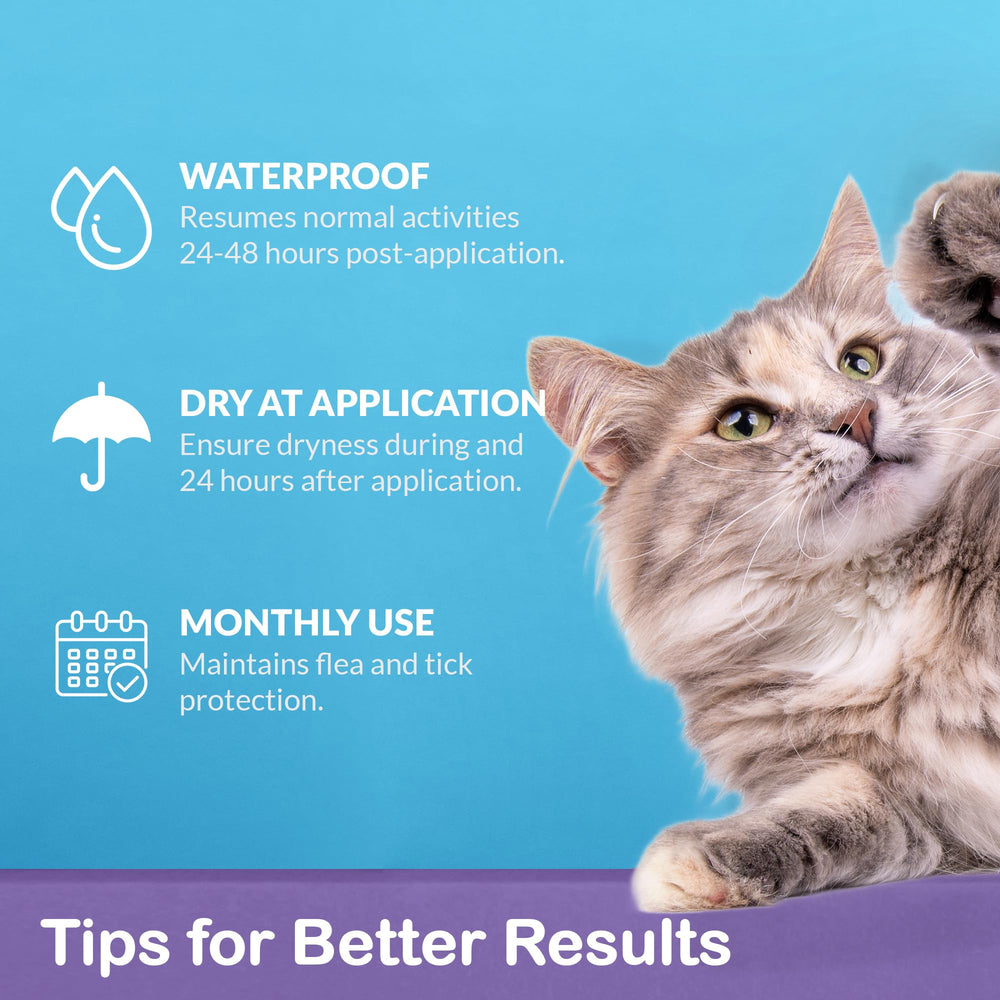 Cat wearing ProElobara collar with easy, non-greasy application