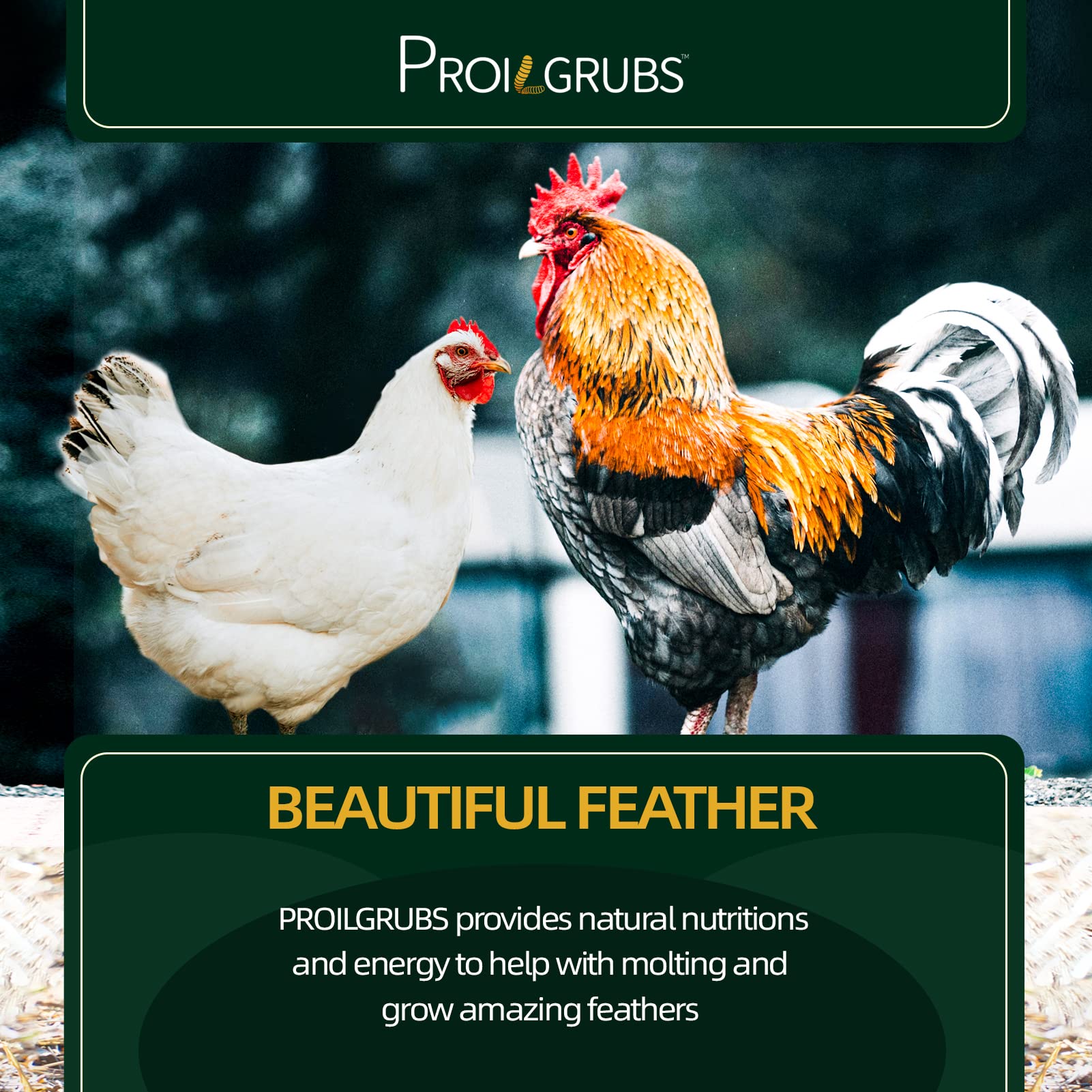 PROILGRUBS BSFL high-protein snack supports healthy growth and feather quality.