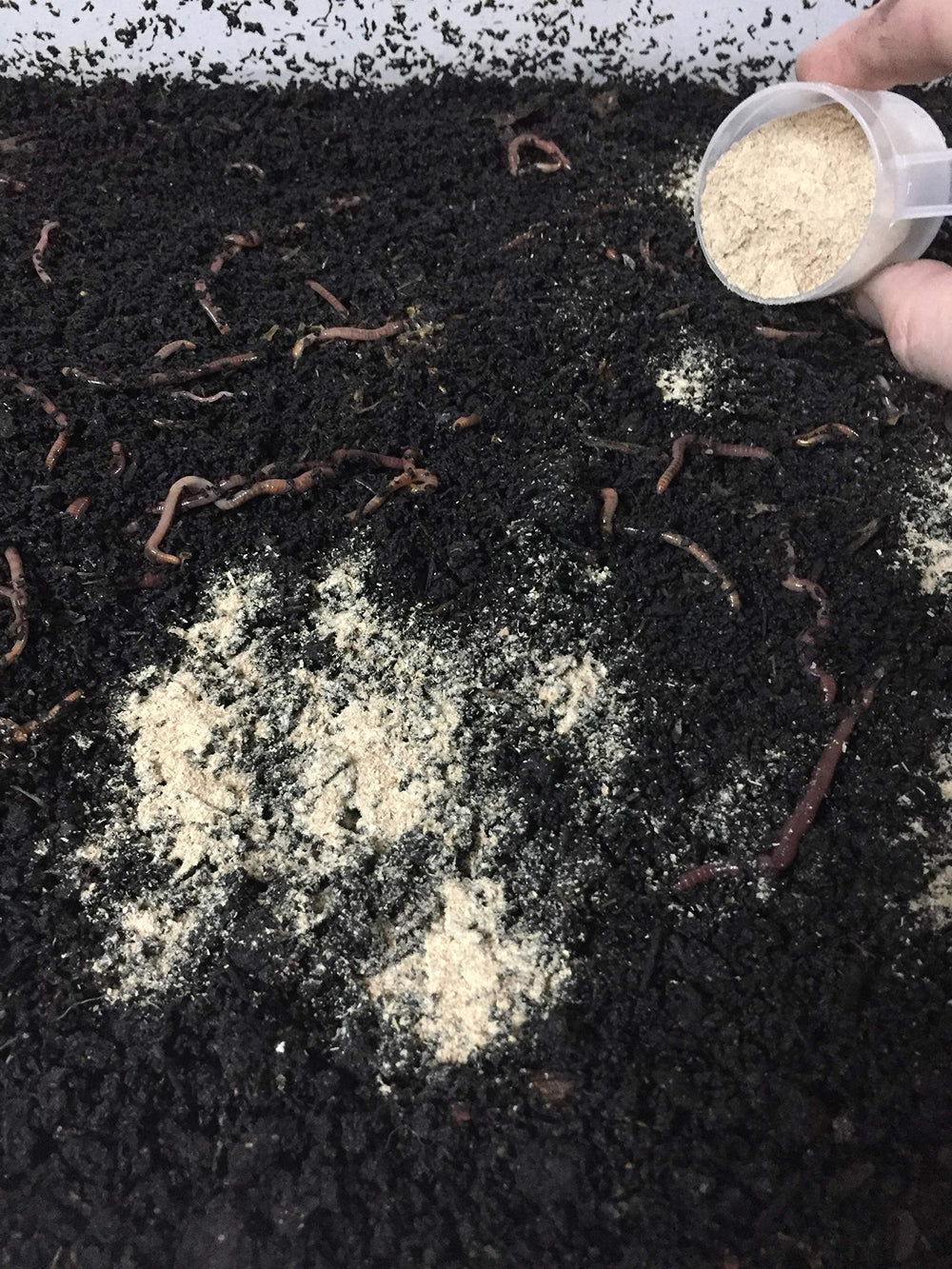 Protogro Nourishment for bait-worms ready-to-use feed for fishing.