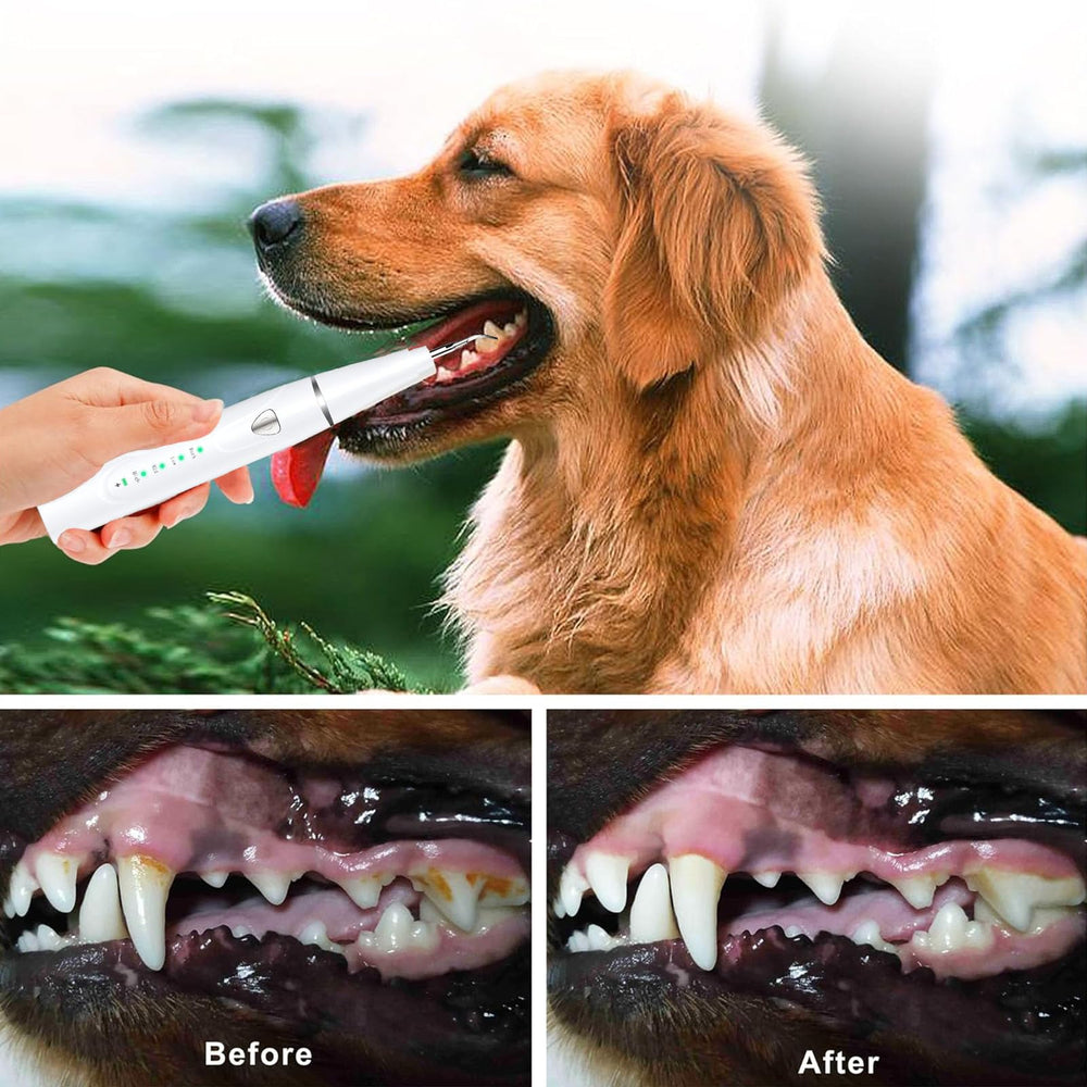 Psytpusa dog tooth scaler for plaque and tartar reduction