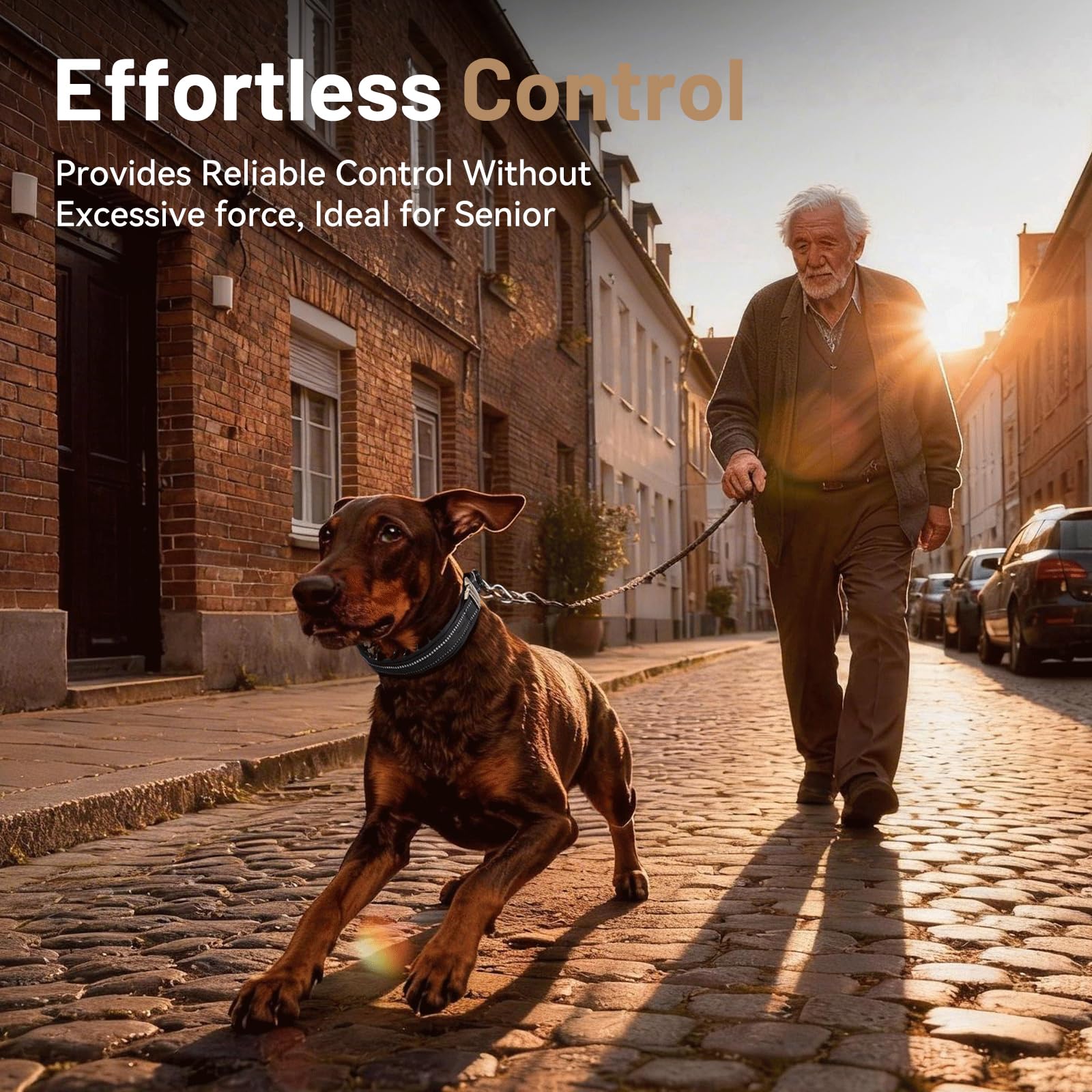 Ideal for daily walking and polite behavior cues.