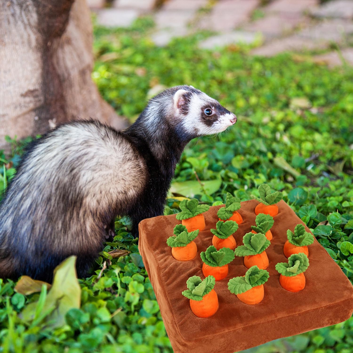 PUMEXFE ferret sniffing action demonstrates natural foraging instincts during play.