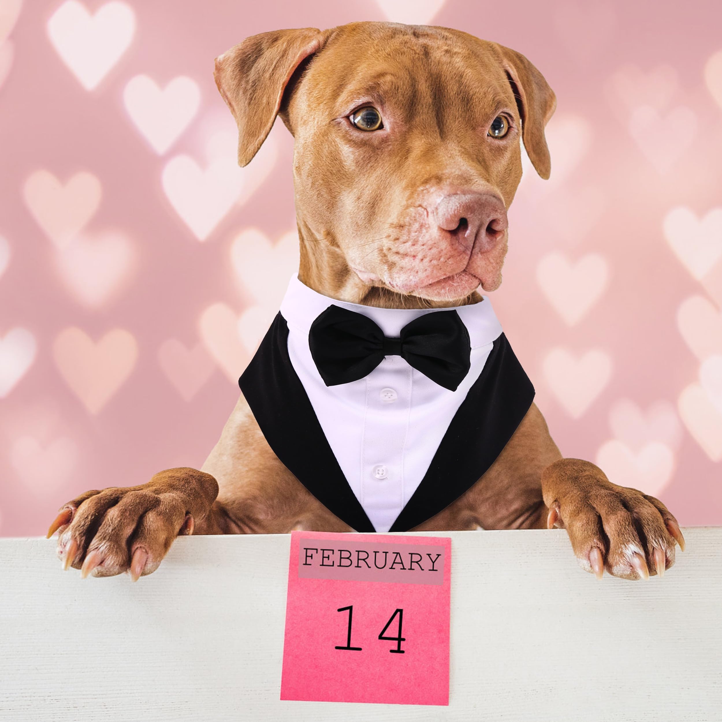 PUMYPOREITY dog tuxedo bow-tie set worn together for a polished formal look