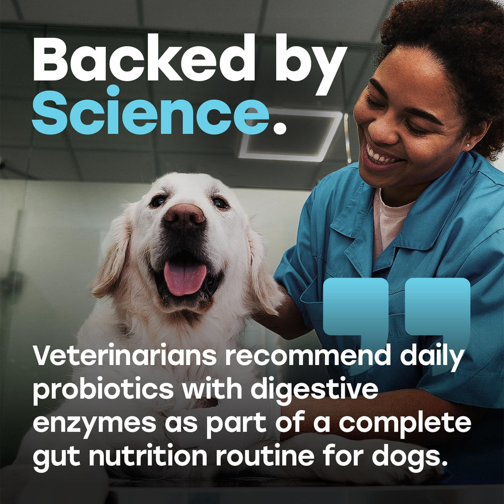 Pup Choice Probiotics dog enjoying a chew during daily routine.