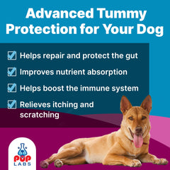 Pup Labs K9 Belly Bliss pour over dog food to support digestion.
