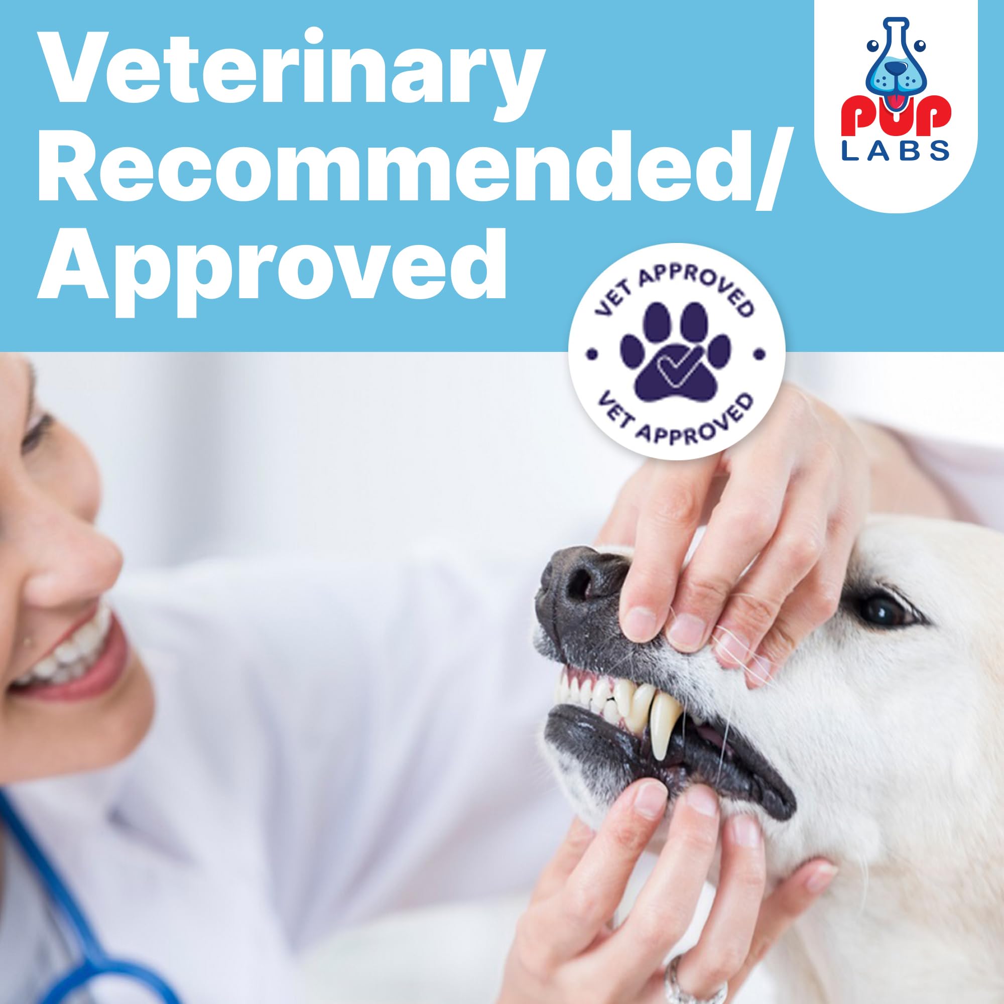 Calm dog after dental care with ProDenta application scene