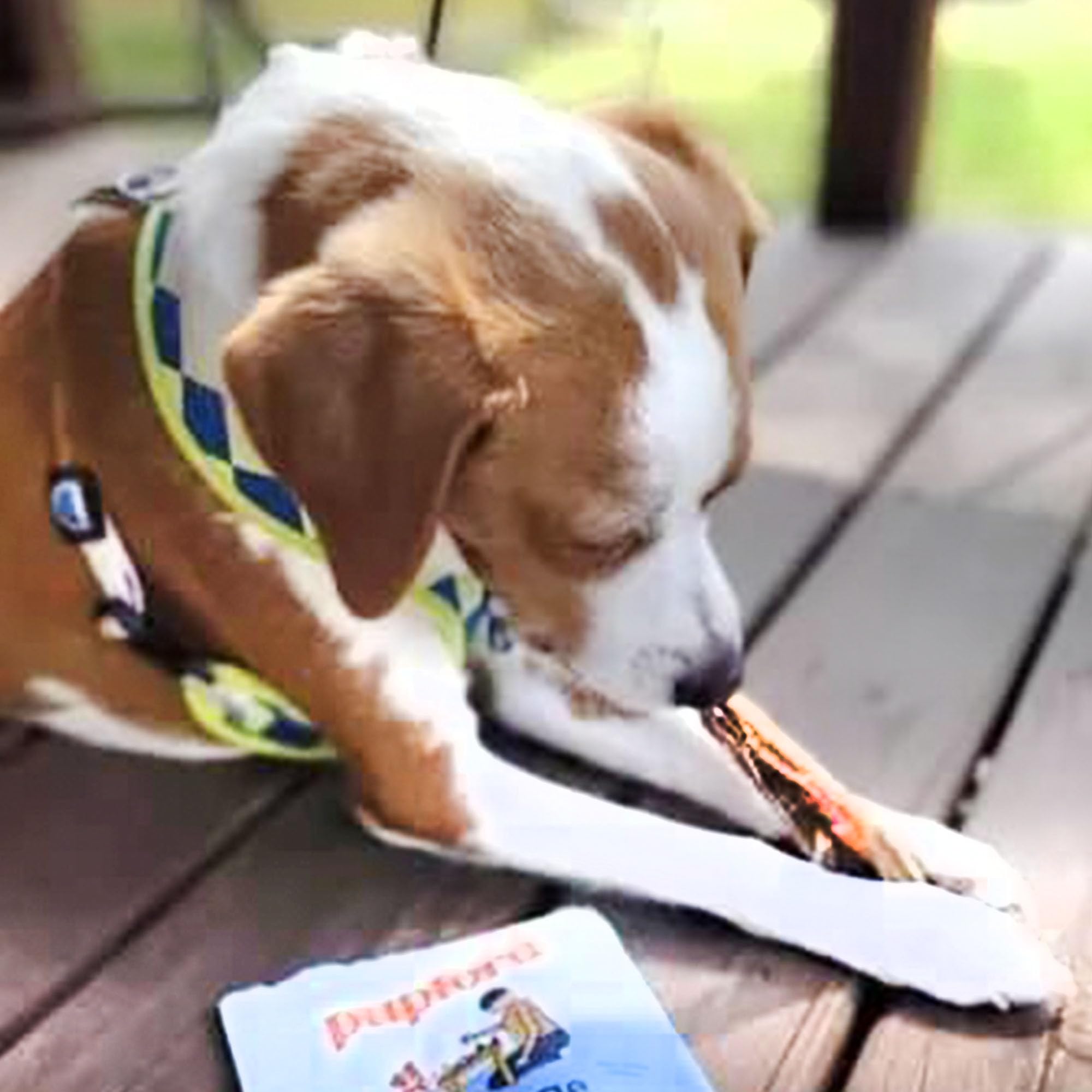 Pupford beef tendon chews used as a training reward for dogs.