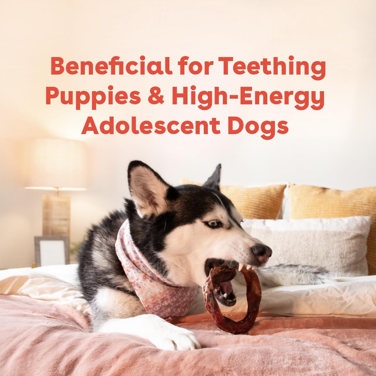 Pupford Bully Stick Rings long-lasting chew keeps dogs engaged