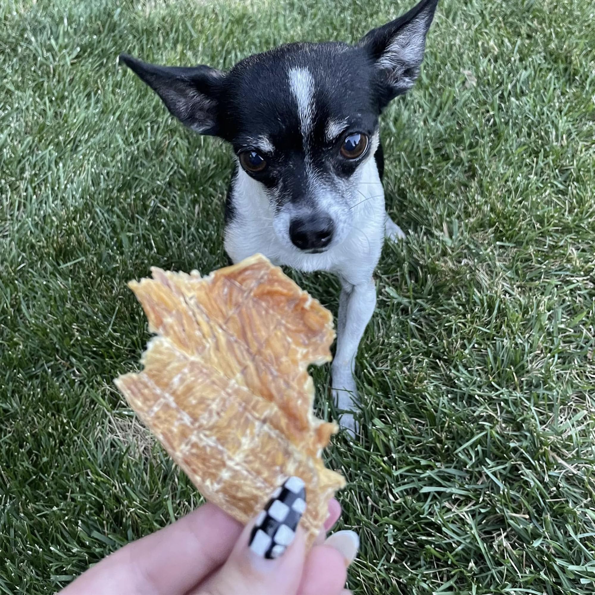 Pupford dog enjoying treats demonstrates motivating positive behavior.