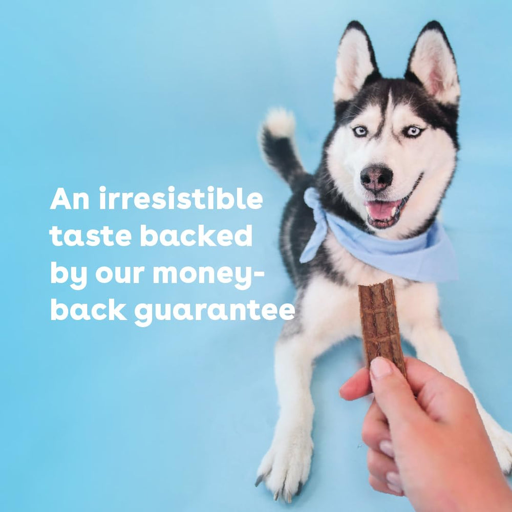 Pupford Pork Jerky dog enjoying a treat.