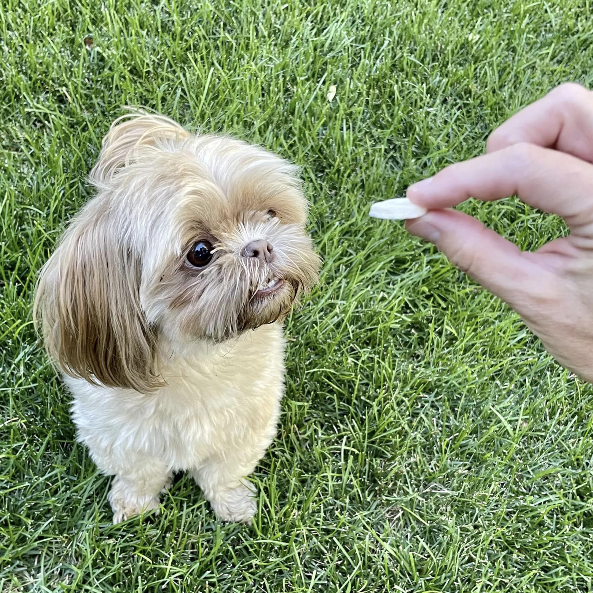 Pupford single-ingredient banana chip highlights natural simplicity.