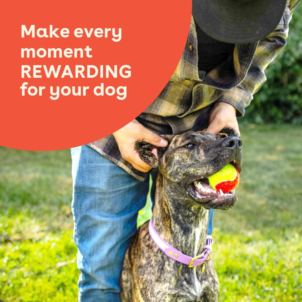 Pupford training treat puppy reward for focused training moments