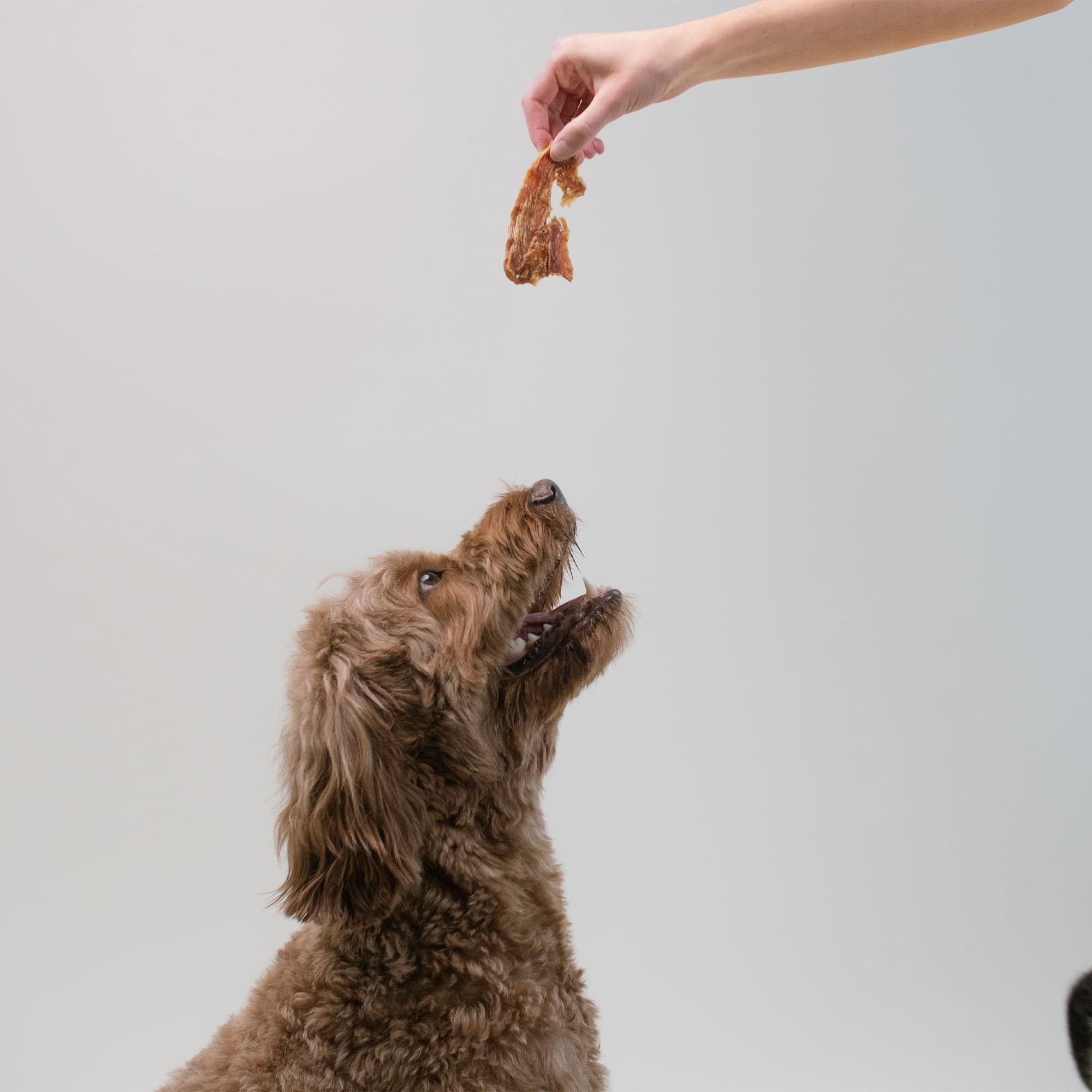Pupford treats-in-hand ready-to-use training reward.