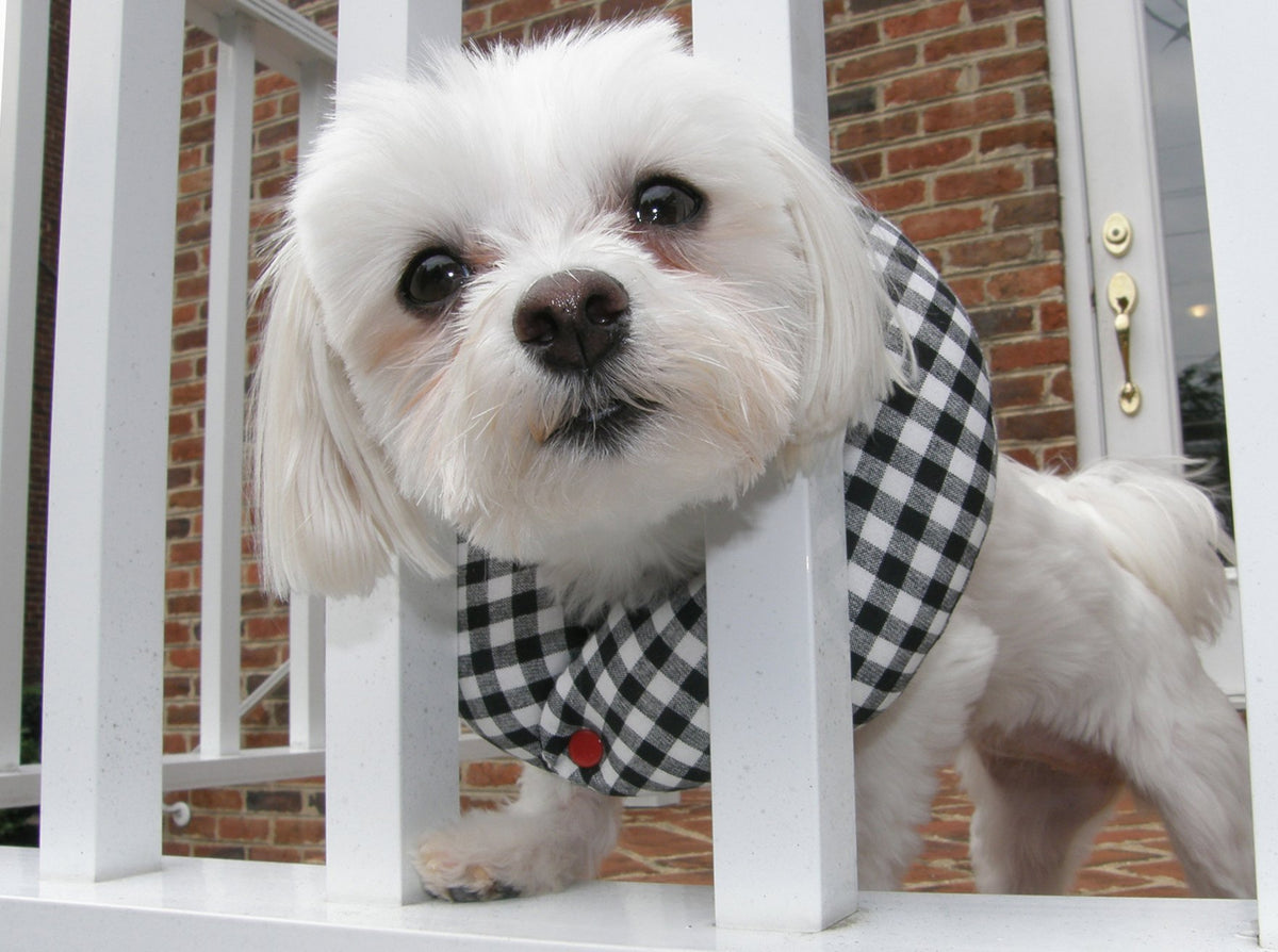 Puppy Bumpers black and white check keeps small dogs safely near fences.