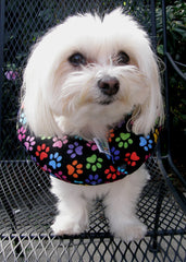 Puppy Bumpers fence-safety collar on a small dog helps prevent escapes.