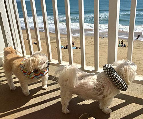 Puppy Bumpers worn on a dog's neck enabling free outdoor activity