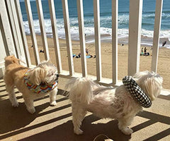 Puppy Bumpers worn on a dog's neck enabling free outdoor activity