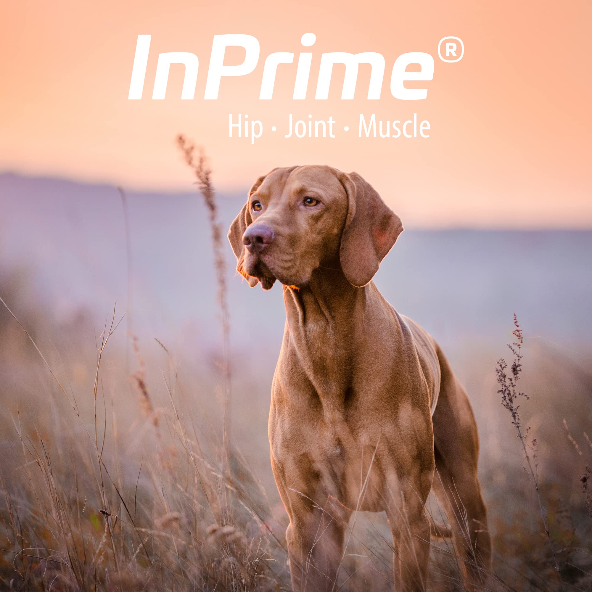 Puppy enjoying InPrime joint chews for daily hip support.