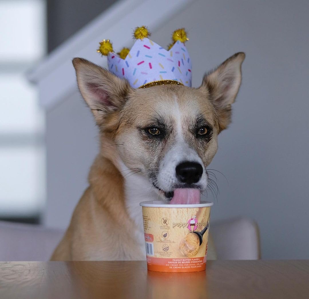 Puppy Scoops reusable lid shown for mess free storage