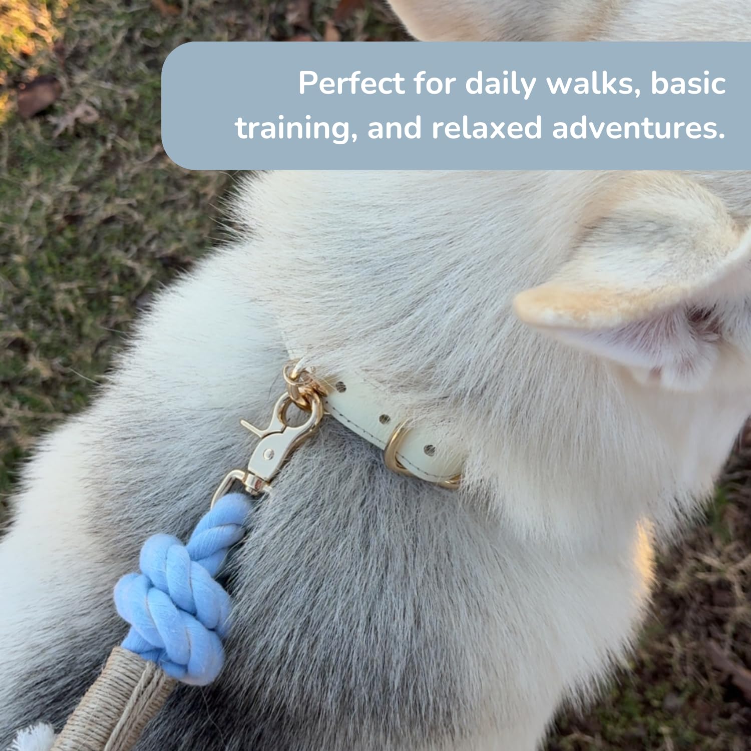 PUPPYSENTIALS durable daily use leash suitable for dogs up to 80 lbs