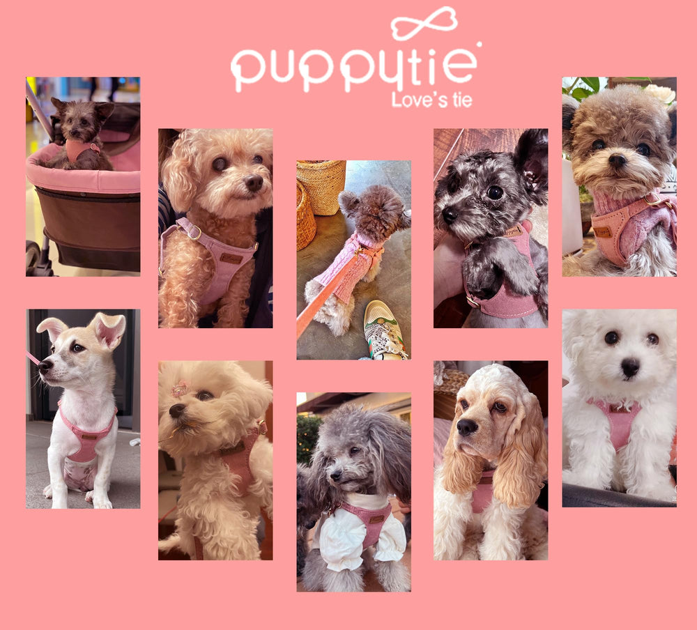 Puppytie gift-ready packaging and reliable customer support
