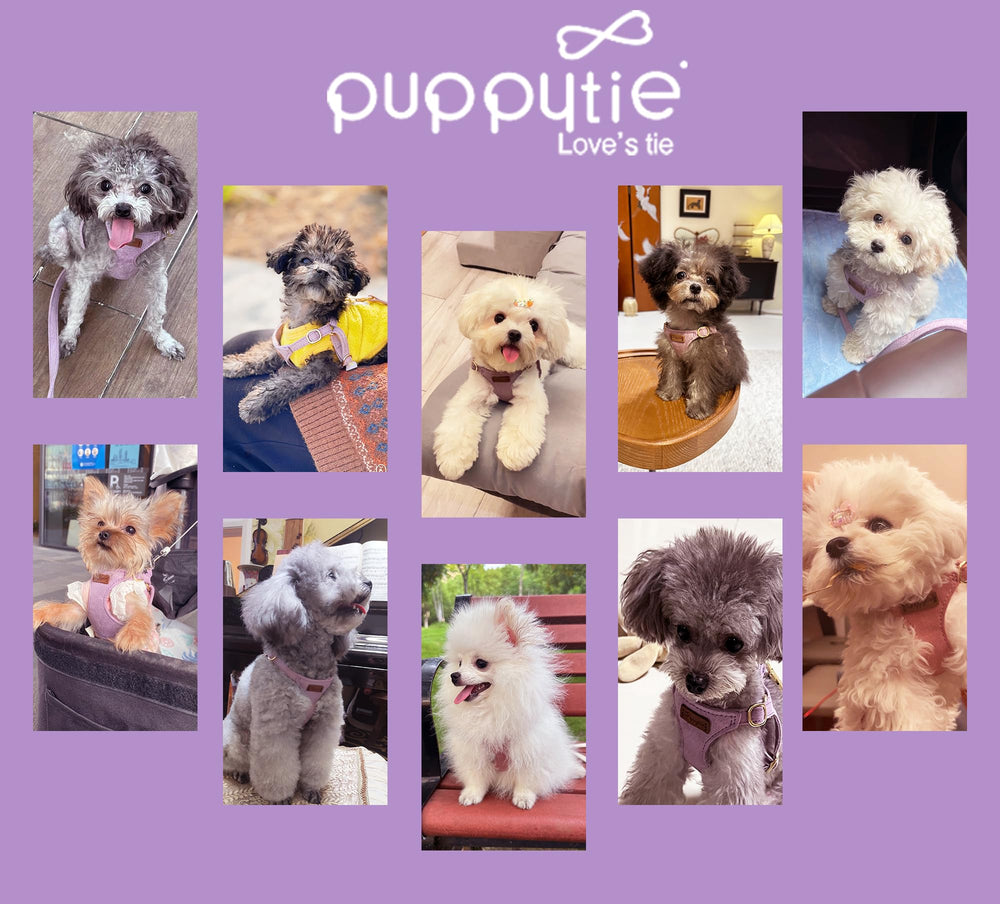Puppytie gift packaging signals a ready-to-gift collar and thoughtful customer care.