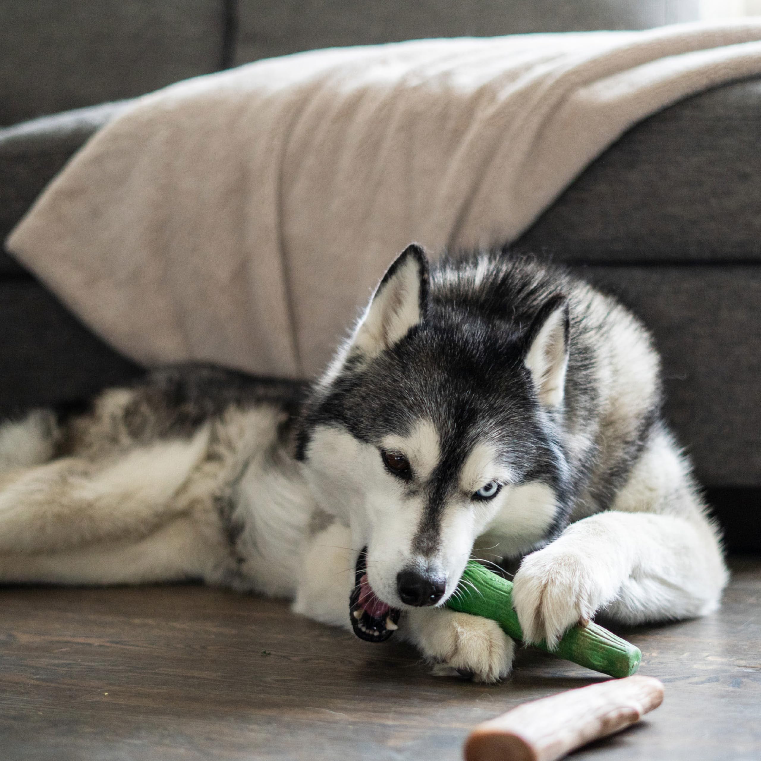 Dog chewing Pupstages Dogwood Breath chew in action.
