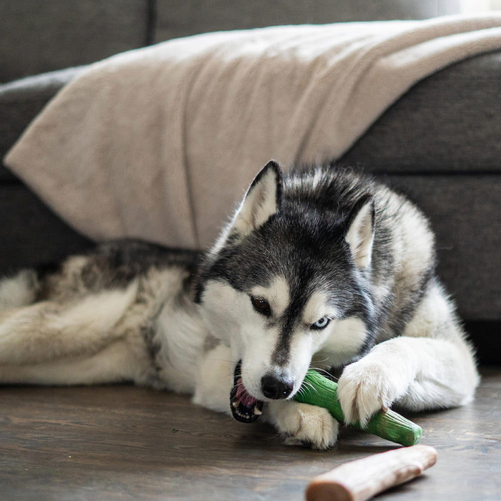 Dog chewing Pupstages Dogwood Breath chew in action.