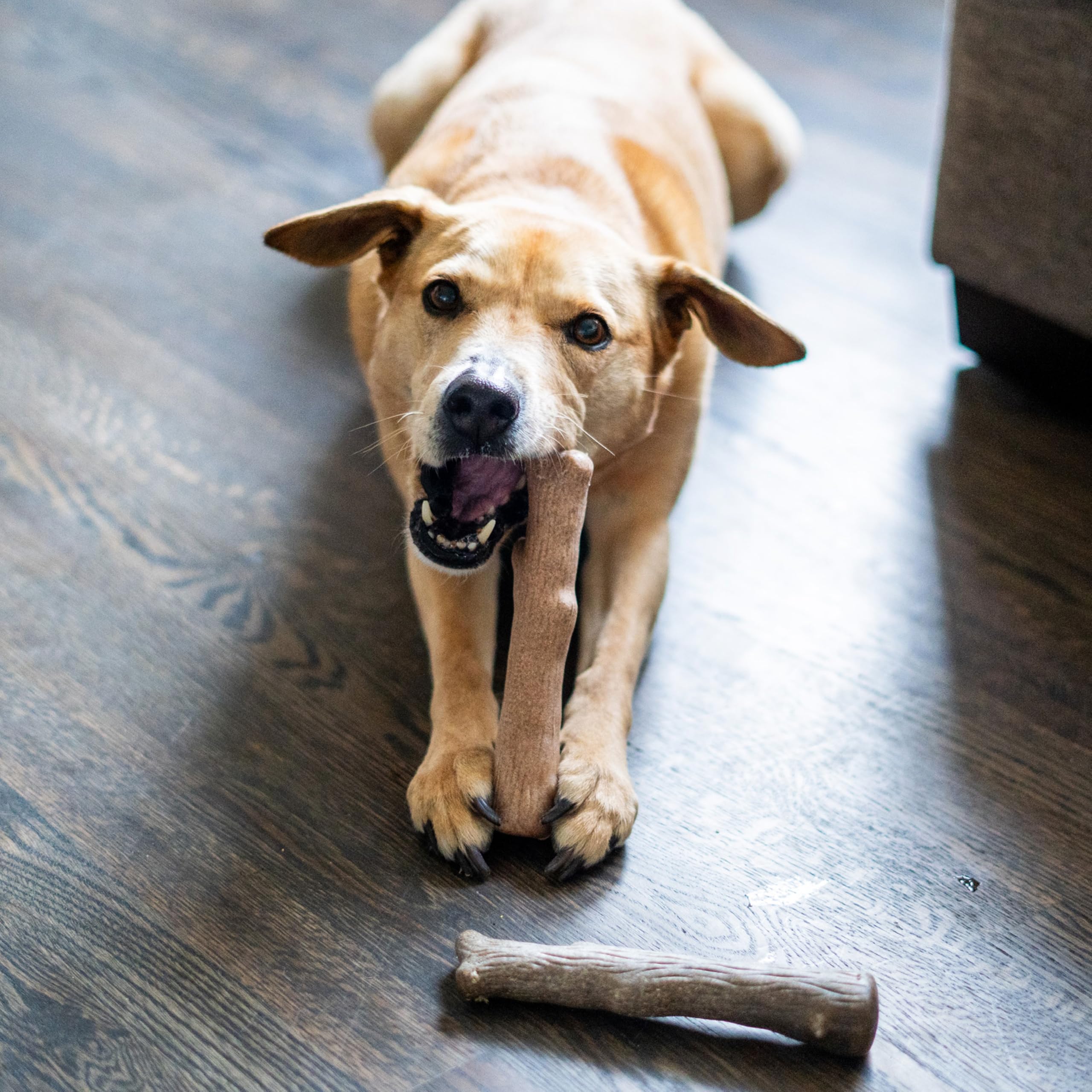 Pupstages Dogwood Calming Dog Chew Toy safety-focused design for pet enrichment.