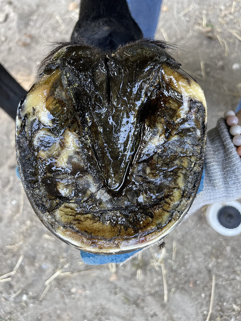 Daily maintenance with Pure Sole Hoof Oil for hoof care