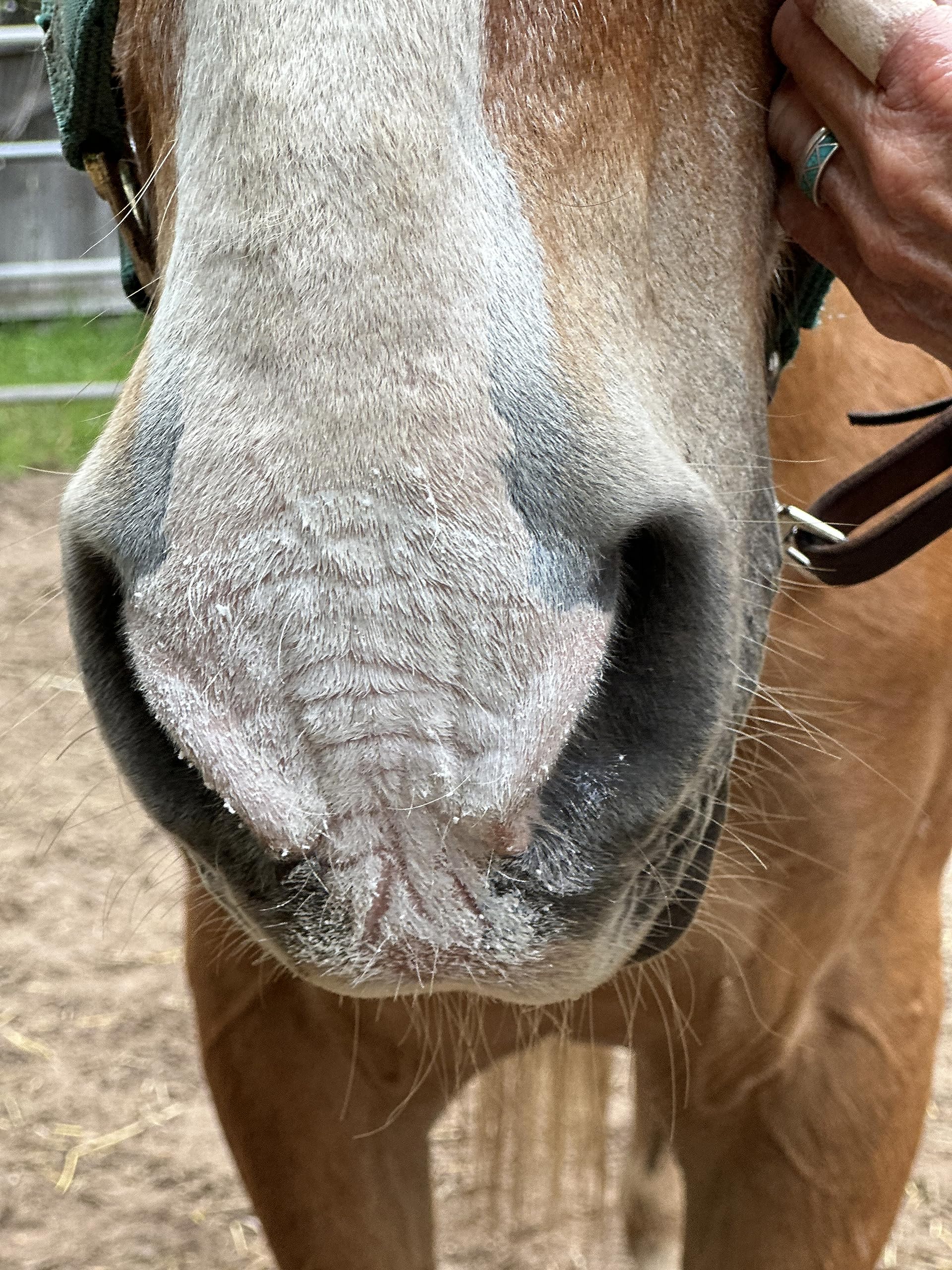 Pure Sole Sun Block Cream being applied to a horse nose for even coverage.