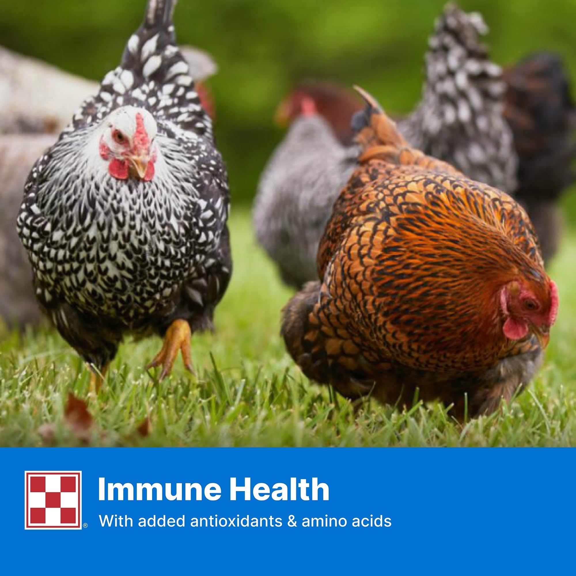 Purina Layena Pellets ideal during egg-laying season for nourishment