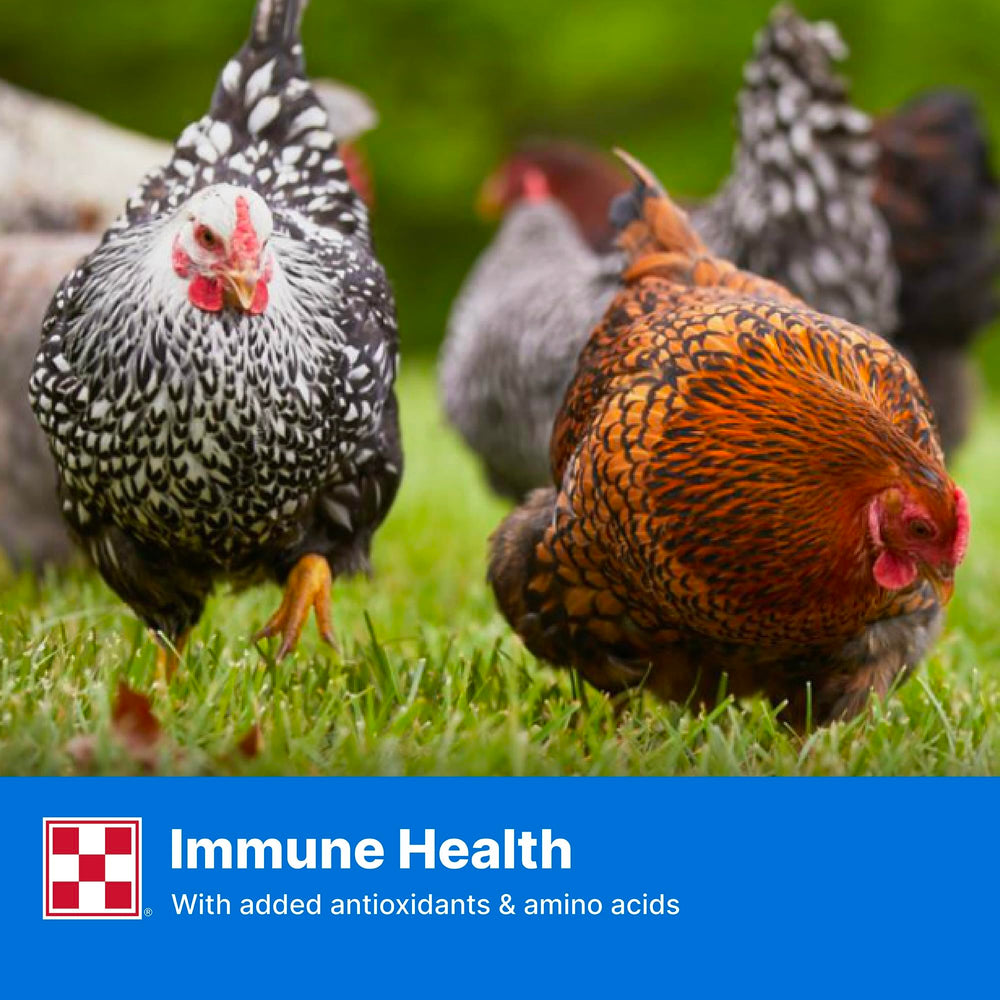Purina Layena Pellets ideal during egg-laying season for nourishment