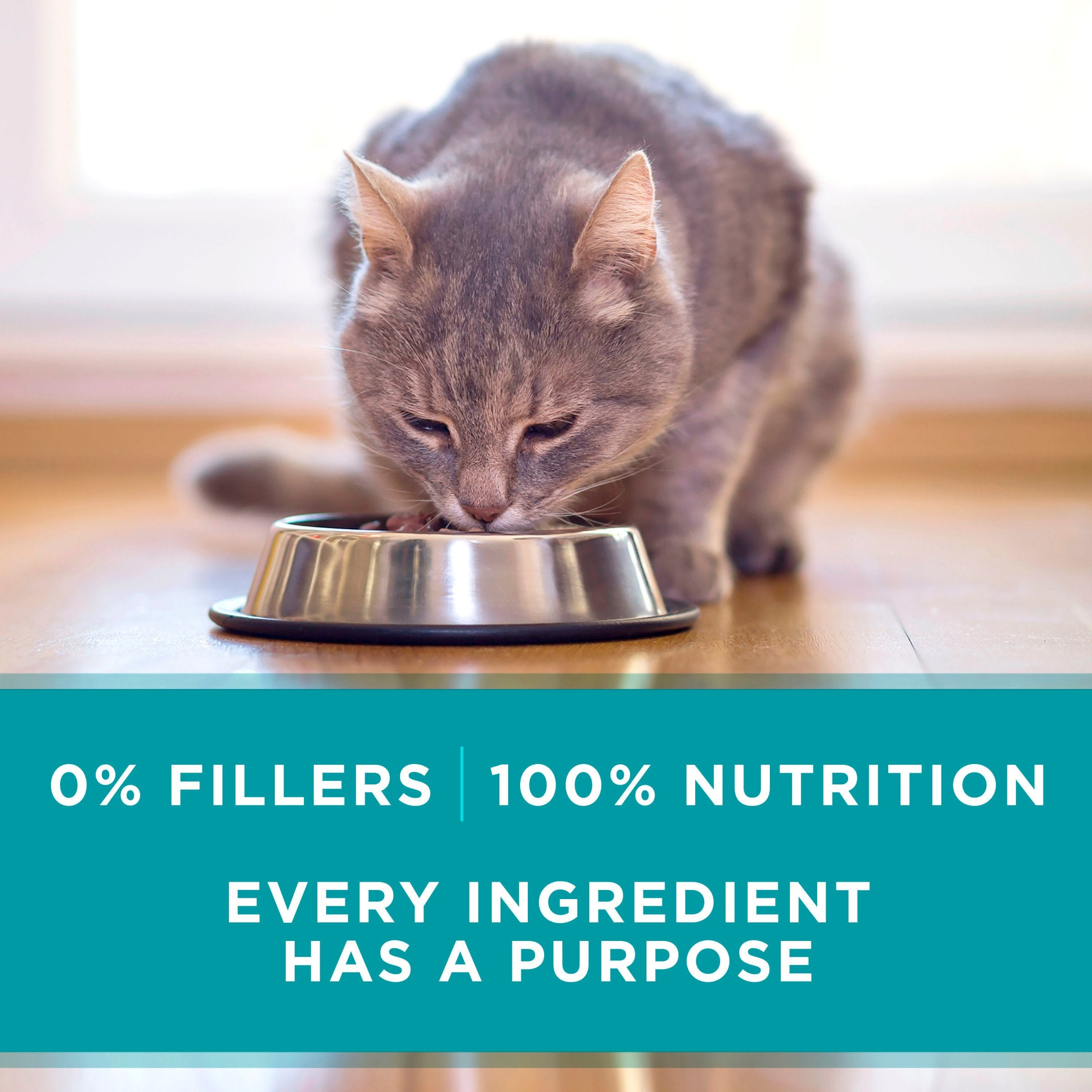 Purina ONE 24-pack cans shown for easy feeding