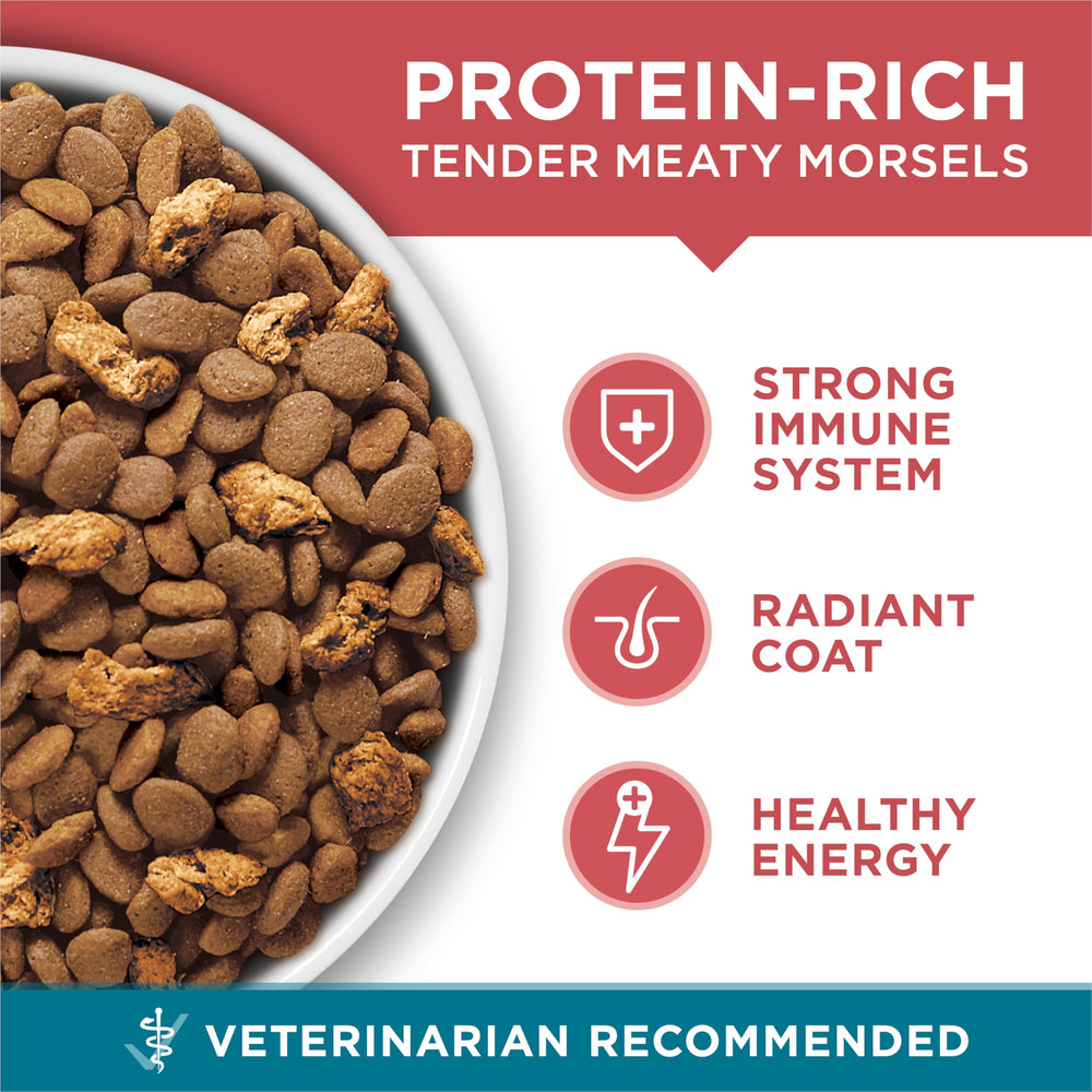 Purina ONE calcium promotes strong teeth in cats